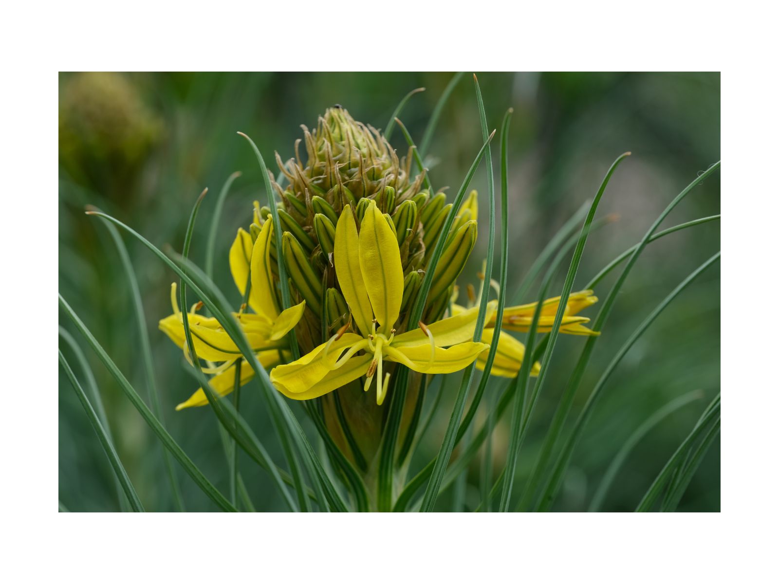 Asfodelo giallo